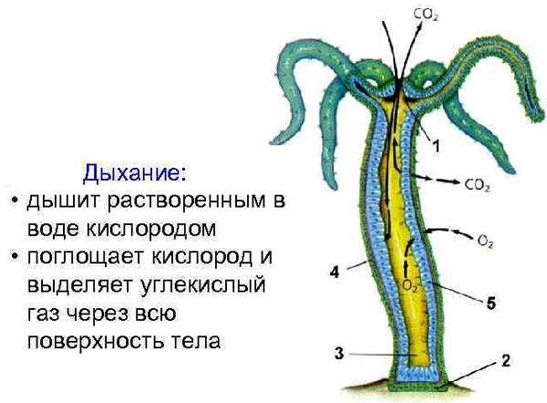 Кракен даркмаркет плейс